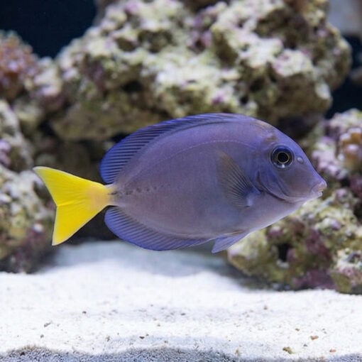 Indonesian Sawtail Tang - Image 5