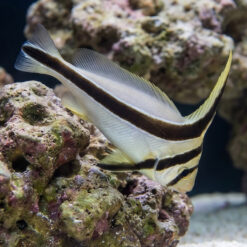 Jackknife Fish