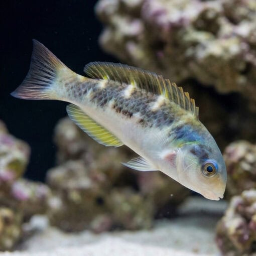 Jansen's Wrasse