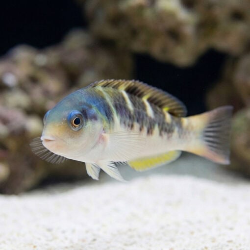 Jansen's Wrasse - Image 2