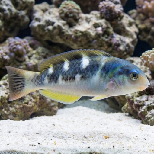 Jansen's Wrasse - Image 3