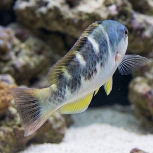 Jansen's Wrasse - Image 4