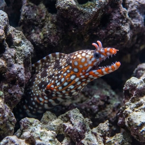 Japanese Dragon Moray Eel