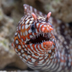Alternative view of Japanese Dragon Moray Eel