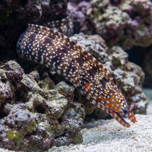 Japanese Dragon Moray Eel - Image 3