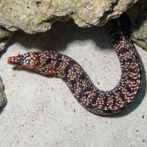 Japanese Dragon Moray Eel - Image 4