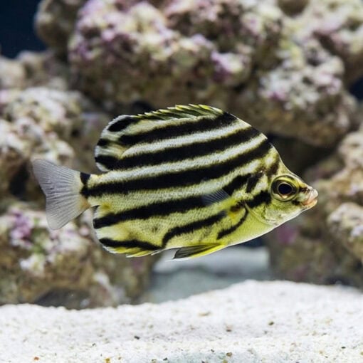 Stripey - Image 4