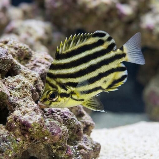 Stripey - Image 5