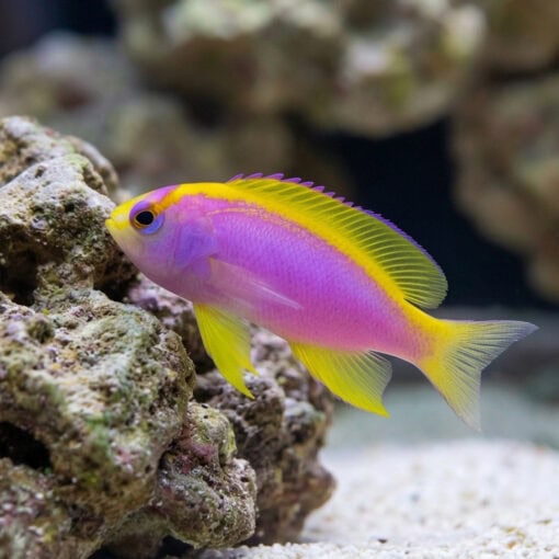 Ventralis Anthias - Image 5