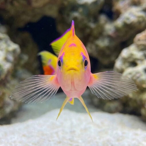 Ventralis Anthias - Image 2
