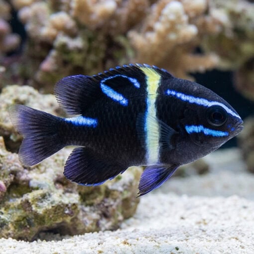 Javanese (Blue Velvet) Damsel