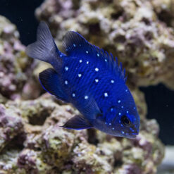 Jewel Damsel