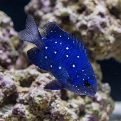 Jewel Damsel