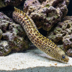 Jewel Moray Eel