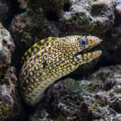Alternative view of Jewel Moray Eel
