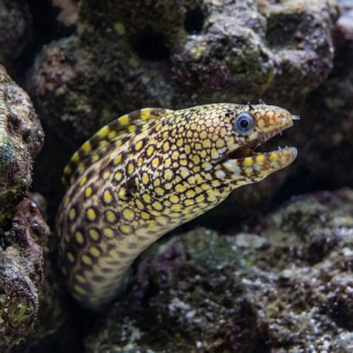 Jewel Moray Eel - Image 2
