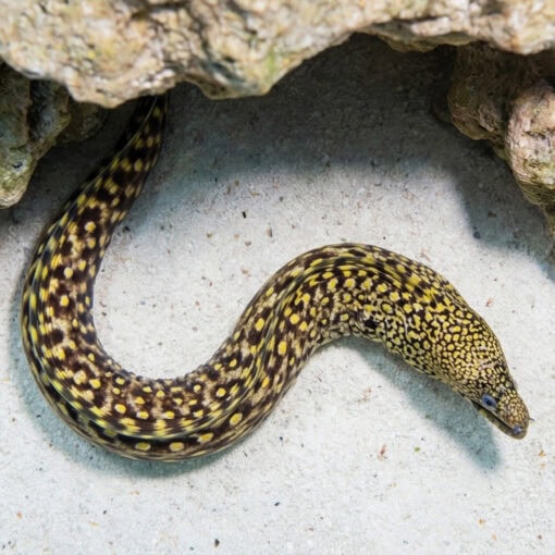 Jewel Moray Eel - Image 3