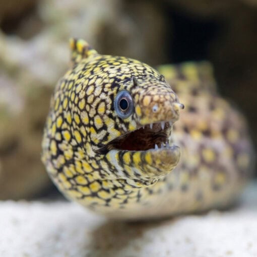 Jewel Moray Eel - Image 4