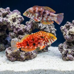 Jewelled Leopard Wrasse