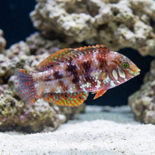 Jewelled Leopard Wrasse - Image 4