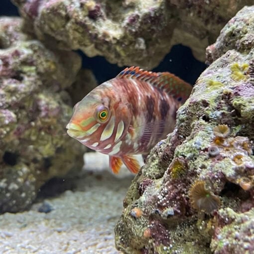 Jewelled Leopard Wrasse - Image 5