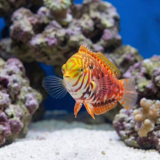 Jewelled Leopard Wrasse - Image 2