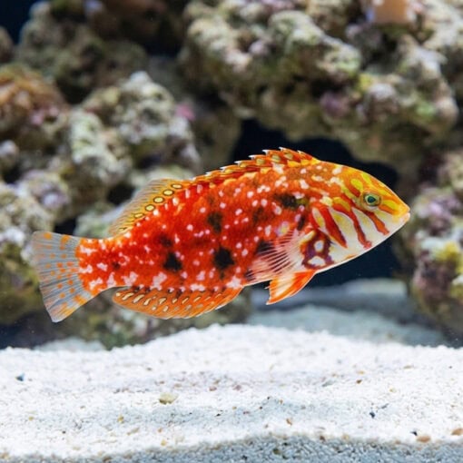 Jewelled Leopard Wrasse - Image 3