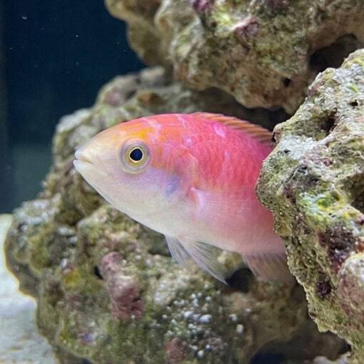 Johnsons Fairy Wrasse - Image 2