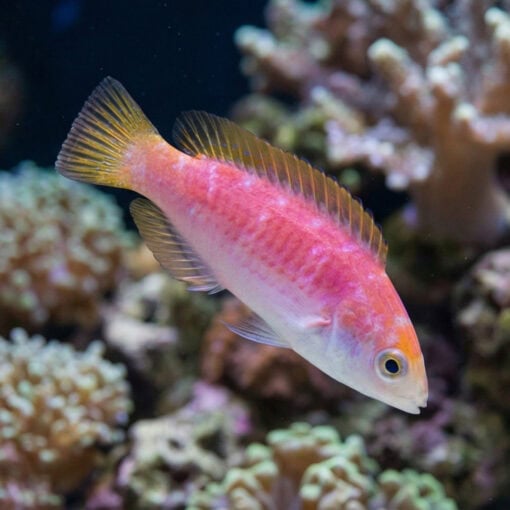 Johnsons Fairy Wrasse - Image 4