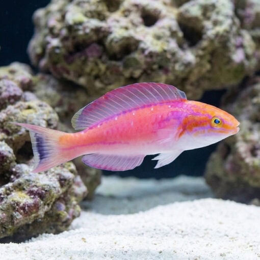 Johnsons Fairy Wrasse - Image 3