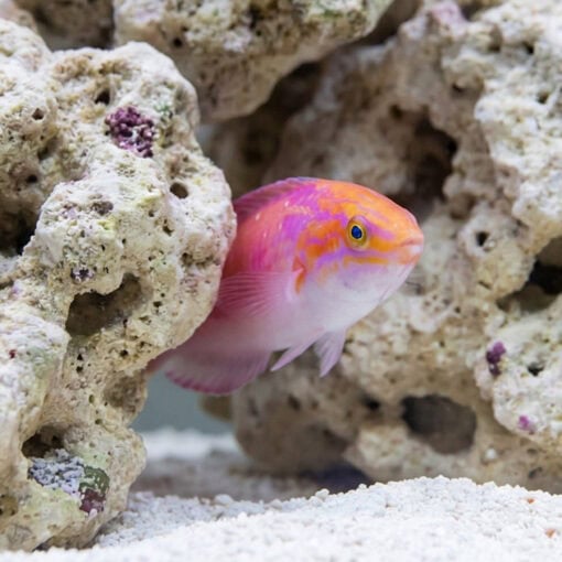 Johnsons Fairy Wrasse - Image 5