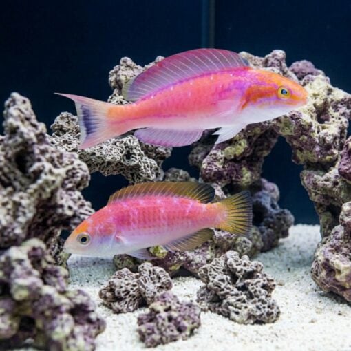 Johnsons Fairy Wrasse