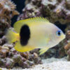 Johnston Damsel