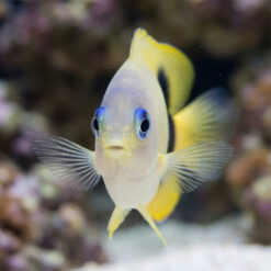 Alternative view of Johnston Damsel