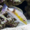 Jordans Tusk Wrasse