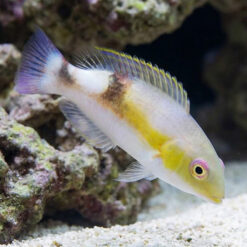 Jordans Tusk Wrasse