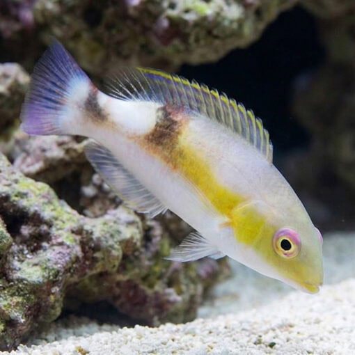 Jordans Tusk Wrasse