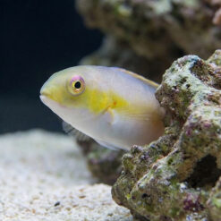 Alternative view of Jordans Tusk Wrasse