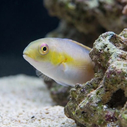 Jordans Tusk Wrasse - Image 2