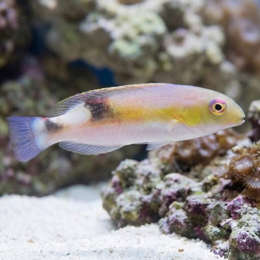 Jordans Tusk Wrasse - Image 3