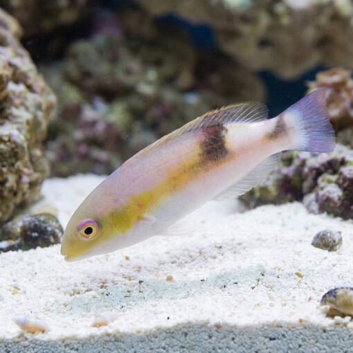 Jordans Tusk Wrasse - Image 4