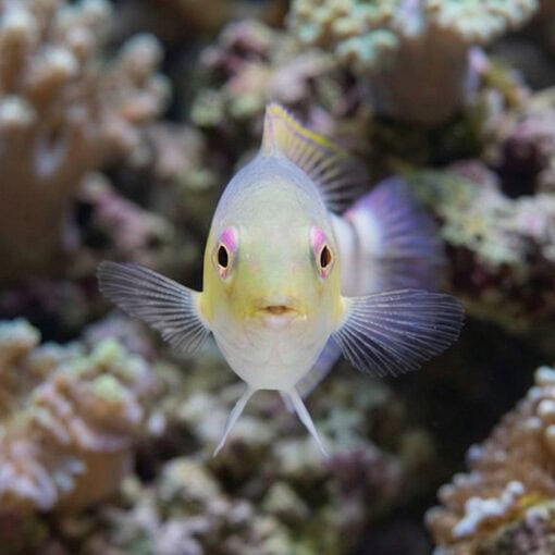Jordans Tusk Wrasse - Image 5