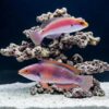 Katherine's Fairy Wrasse