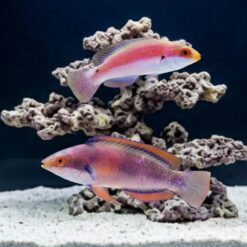 Katherine's Fairy Wrasse