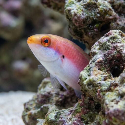 Katherine's Fairy Wrasse - Image 2