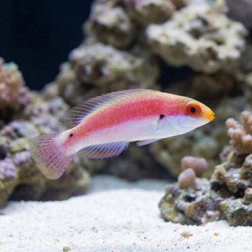Katherine's Fairy Wrasse - Image 4