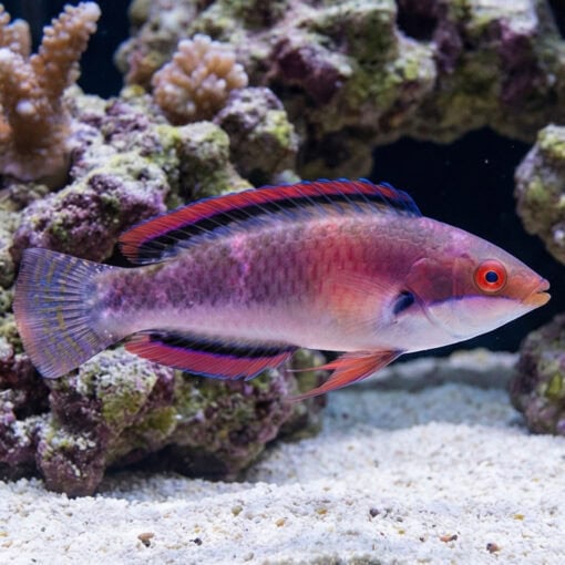 Katherine's Fairy Wrasse - Image 3