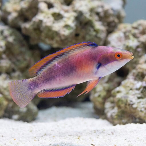 Katherine's Fairy Wrasse - Image 5