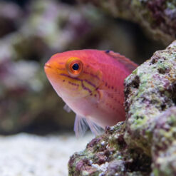 Alternative view of Kato's Fairy Wrasse