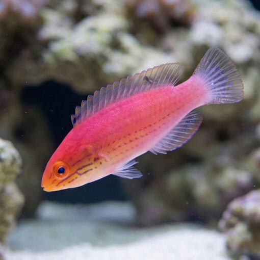 Kato's Fairy Wrasse - Image 3